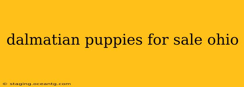 dalmatian puppies for sale ohio