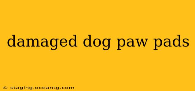 damaged dog paw pads