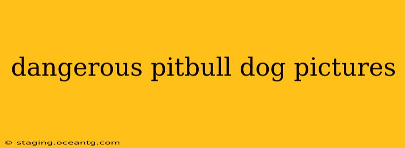 dangerous pitbull dog pictures dangerous pitbull dog pictures