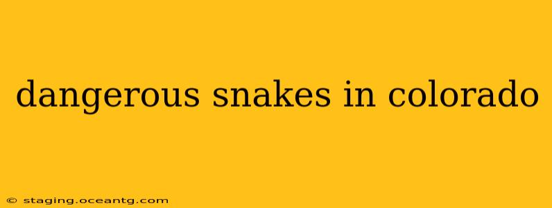 dangerous snakes in colorado