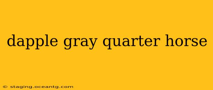 dapple gray quarter horse
