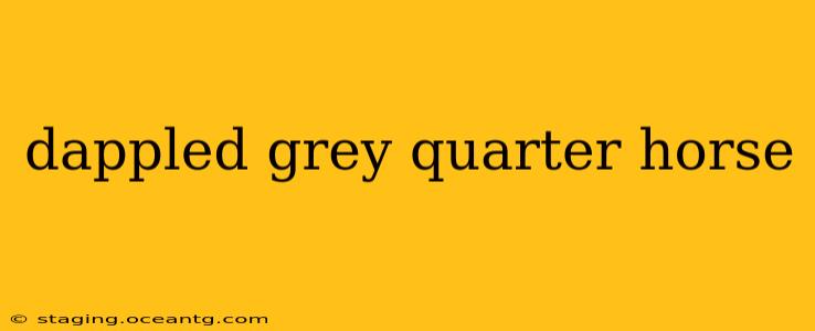 dappled grey quarter horse