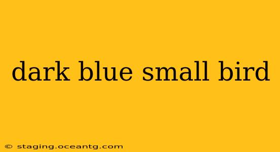 dark blue small bird