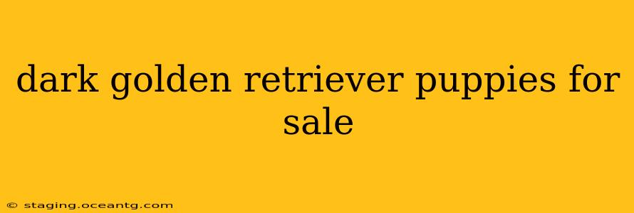 dark golden retriever puppies for sale