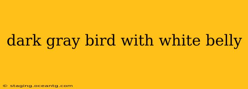 dark gray bird with white belly