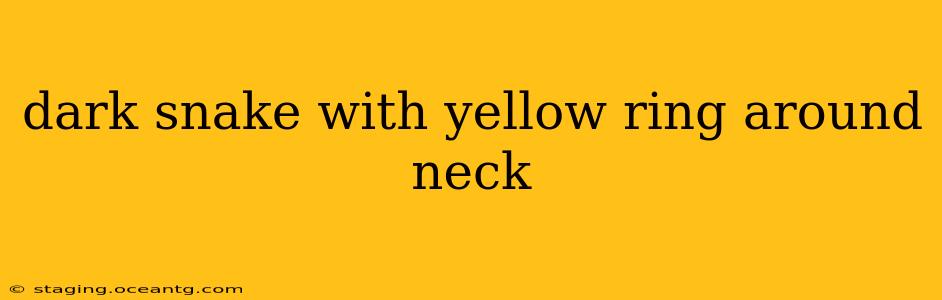 dark snake with yellow ring around neck