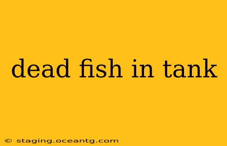 dead fish in tank