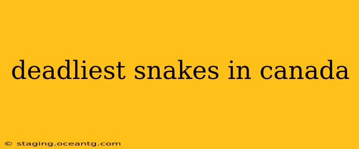 deadliest snakes in canada