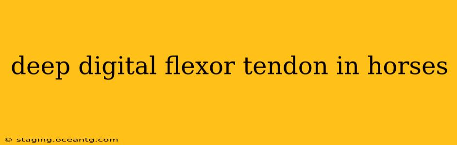 deep digital flexor tendon in horses