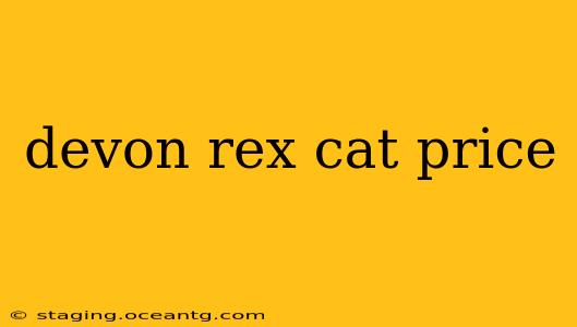 devon rex cat price