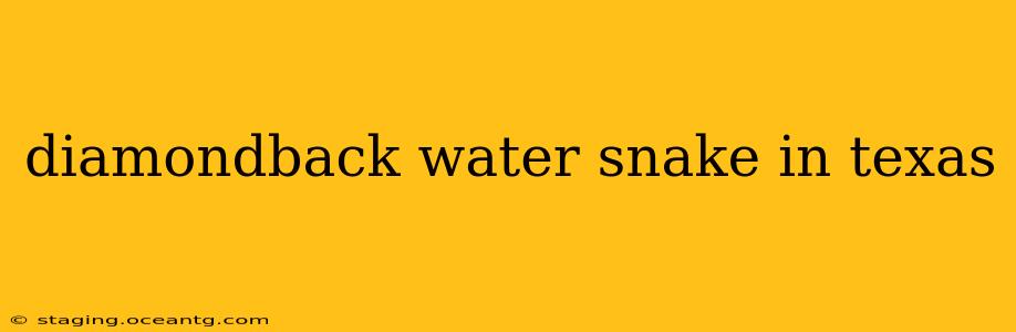 diamondback water snake in texas