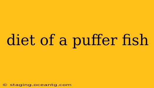 diet of a puffer fish
