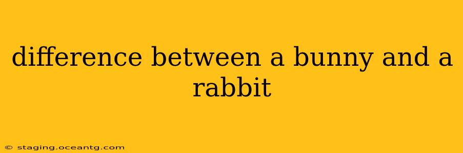 difference between a bunny and a rabbit