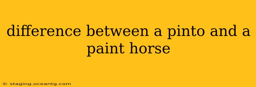 difference between a pinto and a paint horse