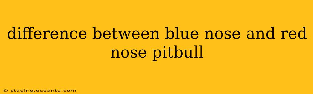 difference between blue nose and red nose pitbull