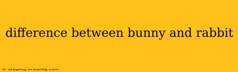 difference between bunny and rabbit