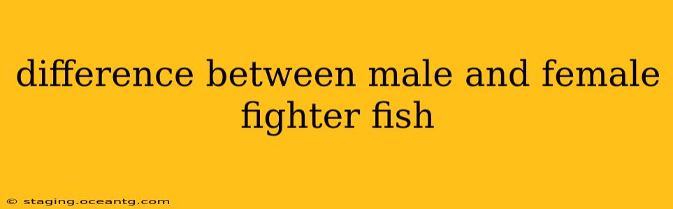 difference between male and female fighter fish