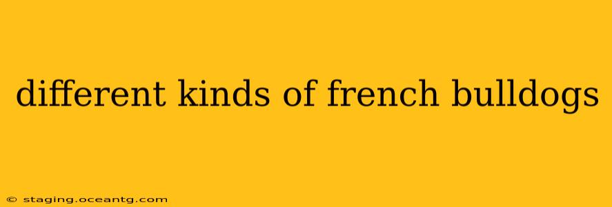 different kinds of french bulldogs