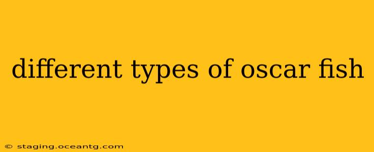 different types of oscar fish