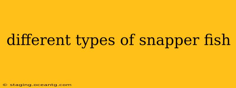 different types of snapper fish