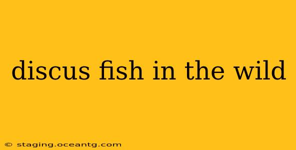 discus fish in the wild