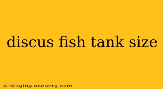 discus fish tank size