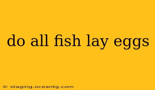 do all fish lay eggs