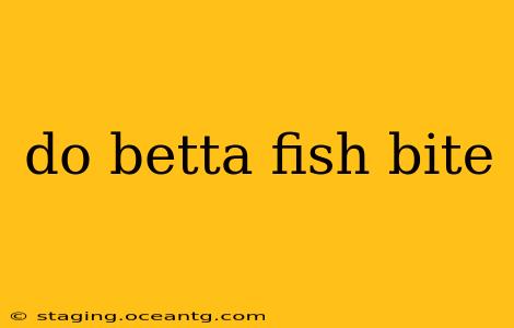 do betta fish bite