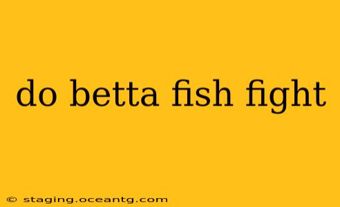 do betta fish fight