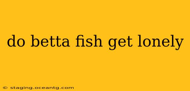 do betta fish get lonely