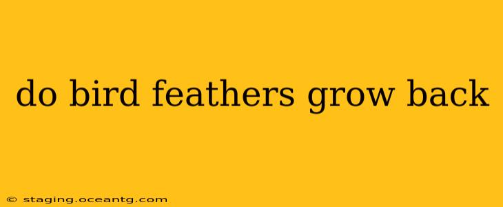 do bird feathers grow back