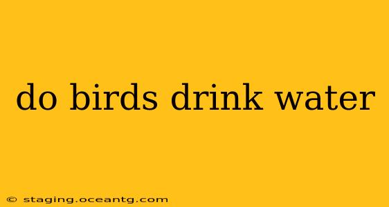 do birds drink water