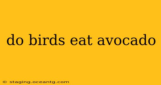 do birds eat avocado