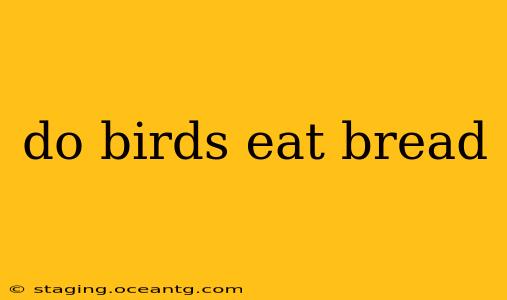 do birds eat bread