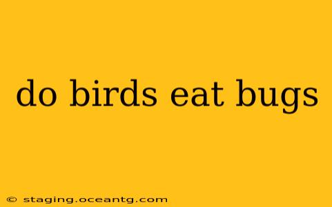do birds eat bugs
