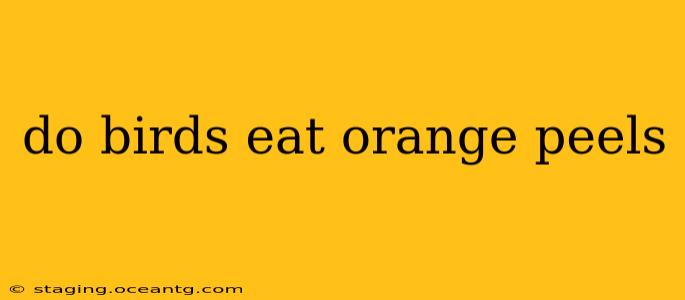 do birds eat orange peels
