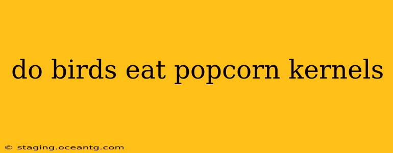 do birds eat popcorn kernels
