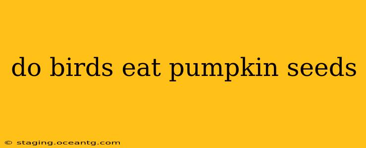 do birds eat pumpkin seeds