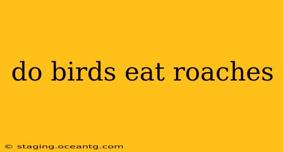 do birds eat roaches