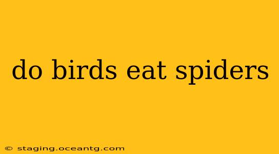do birds eat spiders