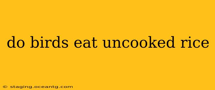 do birds eat uncooked rice