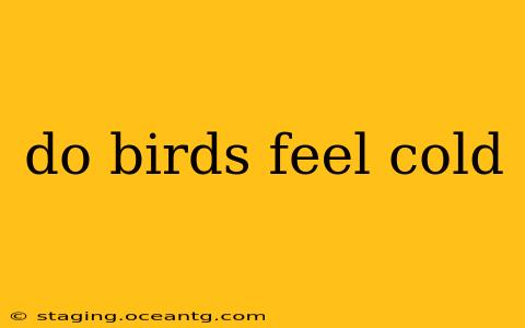 do birds feel cold