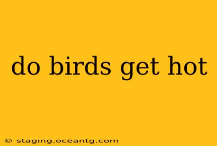 do birds get hot