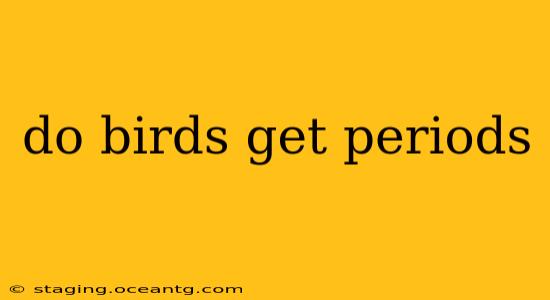 do birds get periods