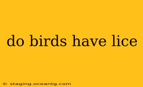 do birds have lice