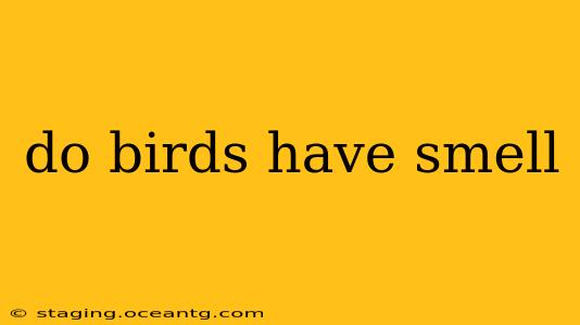do birds have smell