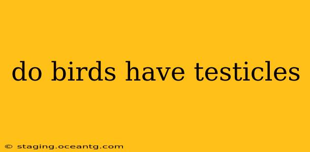do birds have testicles
