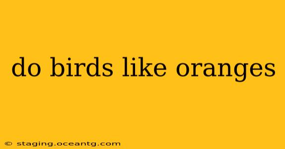 do birds like oranges
