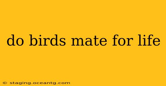 do birds mate for life