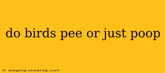 do birds pee or just poop